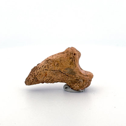 Cave Bear Claw (Ursus spelaeus), Distal phalanx Fossil (1.43") from Pleistocene, Romania