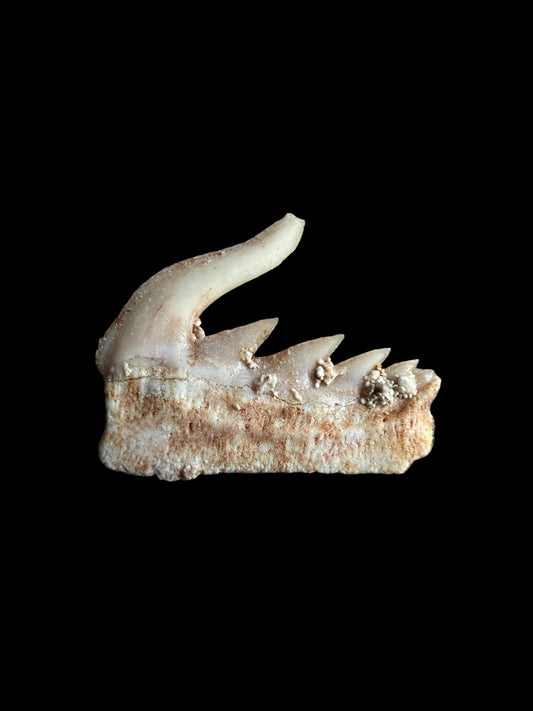 Weltonia ancistrodon Shark Tooth Fossil from Morocco (O003)