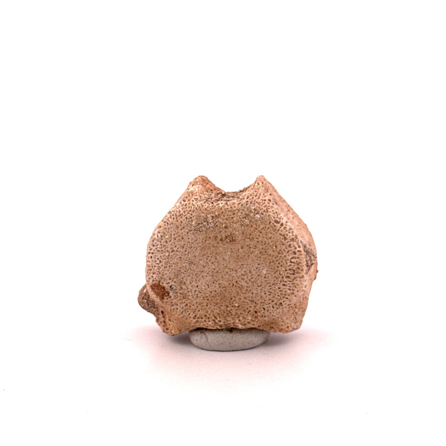 Small Mosasaur caudal vertebra from Late Cretaceous, Morocco (1.23")