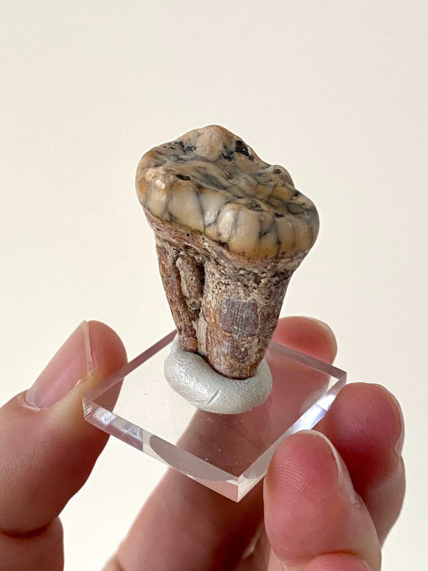 Cave Bear Molar (Austria)