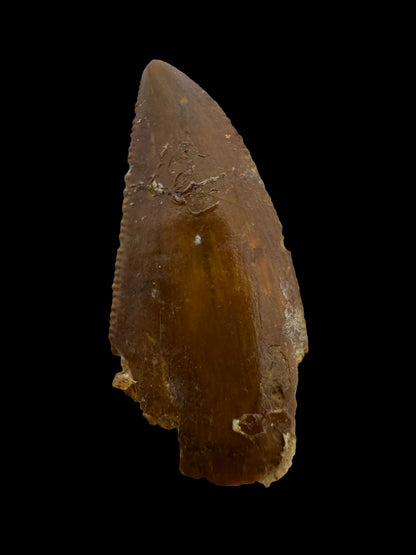 Abelisaurid fossil dinosaur tooth from Kem Kem, Morocco (0.94")