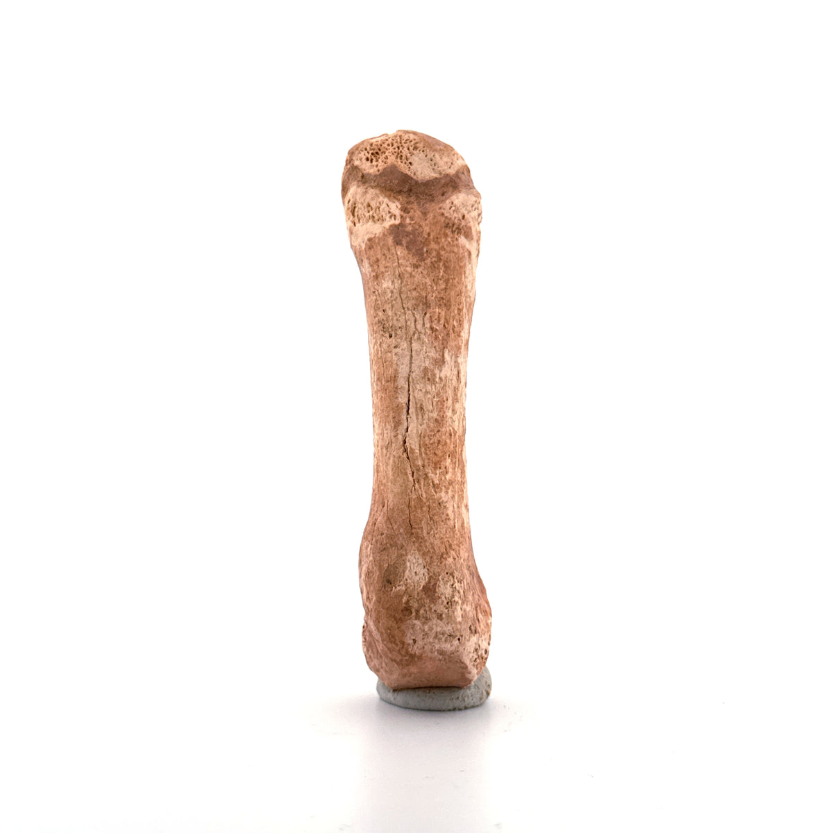 Cave Bear (Ursus spelaeus) Metacarpal from Pleistocene, Romania | 3.11"