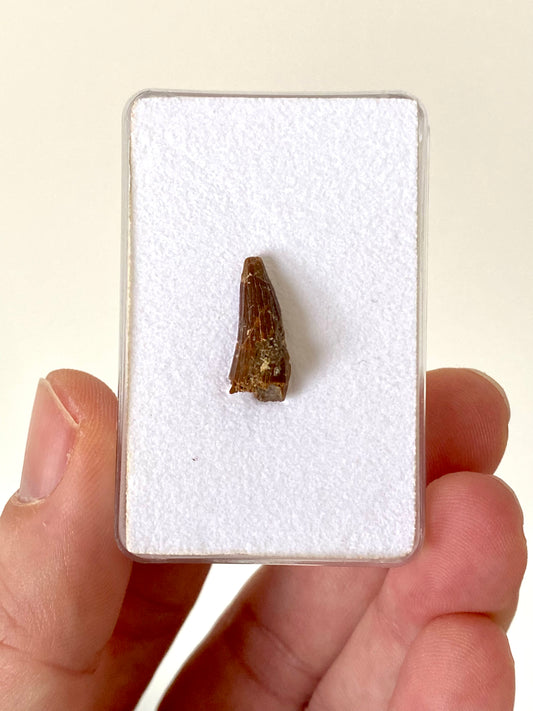 Crocodile species fossil tooth from Morocco