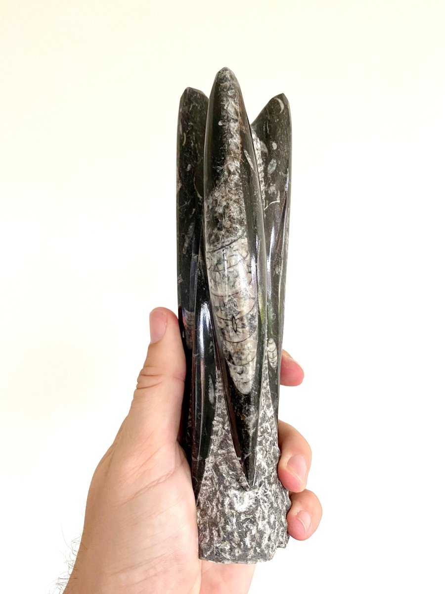 8.07" Orthoceras fossil tower from Morocco - FossilsAndMore