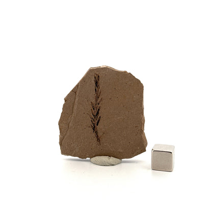 Metasequoia sp. Dawn Redwood leaf fossil (1.35") from Eocene, Canada