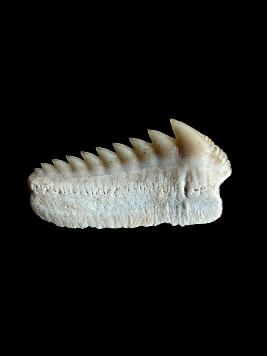 Zeldzame Hexanchus microdon Fossiele haaientand