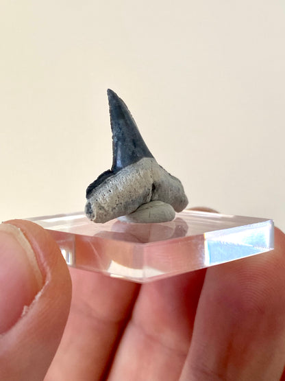 Bone Valley Lemon shark tooth fossil