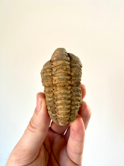 Calymene Trilobite fossil