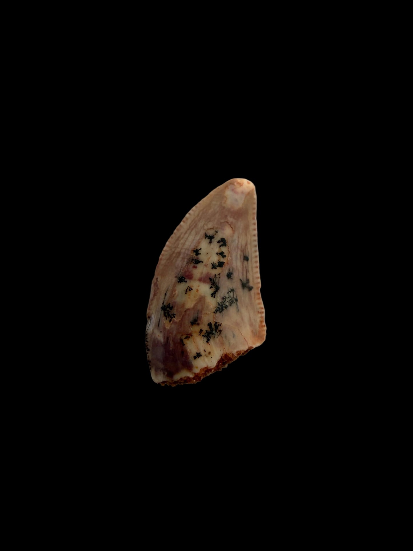Abelisaurid fossil dinosaur tooth from Kem Kem, Morocco (0.40")