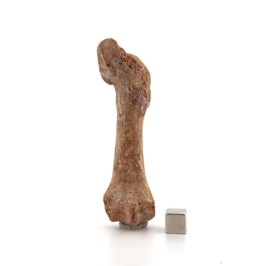 Cave Bear (Ursus spelaeus) Metacarpal Fossil (3.59"), Pleistocene, Romania