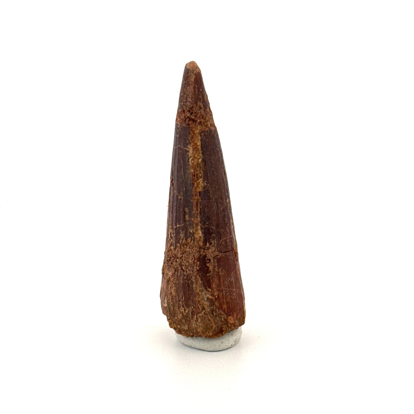 Spinosaurus Tooth Fossil (1.91") – Late Cretaceous Dinosaur tooth from Morocco