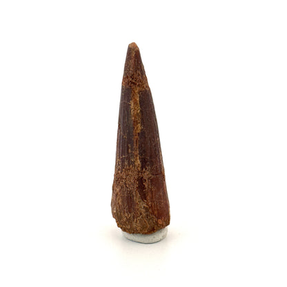 Spinosaurus Tooth Fossil (1.91") – Late Cretaceous Dinosaur tooth from Morocco