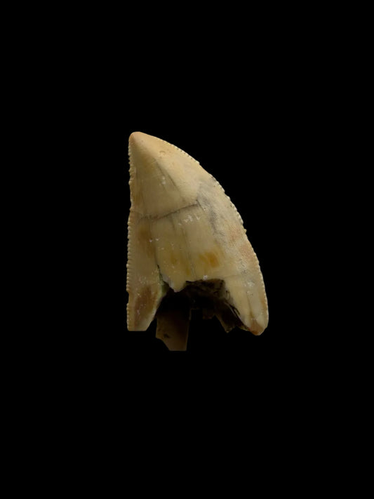 Majungasaurus Dinosaurus Tand uit het Laat-Krijt, Madagaskar (0.86")