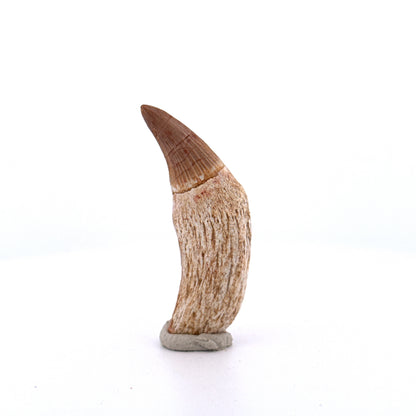 Gavialimimus almaghribensis Mosasaurus tand, Laat Krijt, Marokko (2.11 inch)