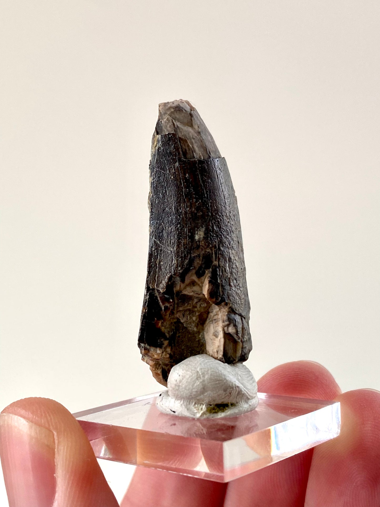 Eocarchia Dinops fossil dinosaur tooth (4.3cm)