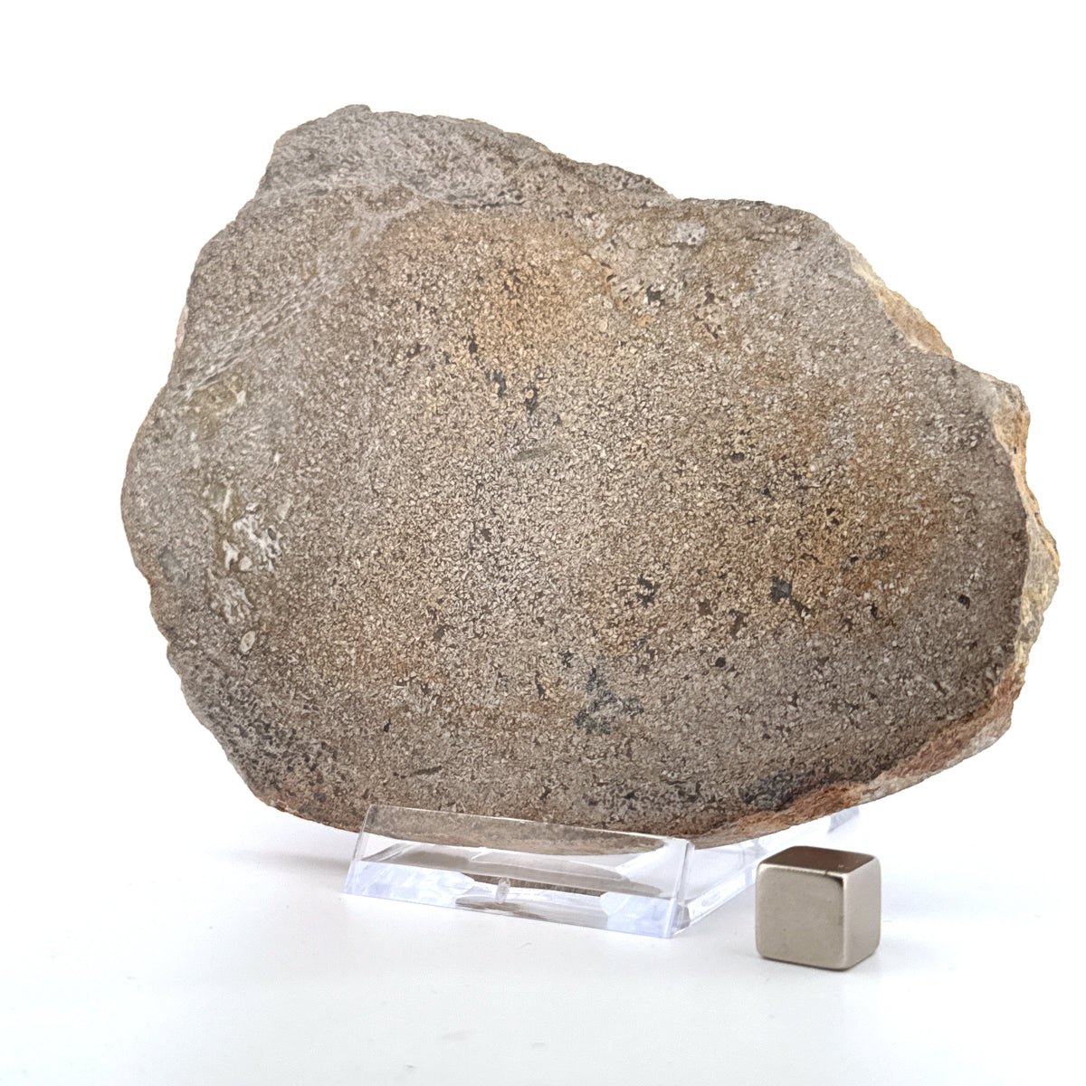 Gepolijst Sauropode Dinosaurusbot uit Jura | 196 Gram