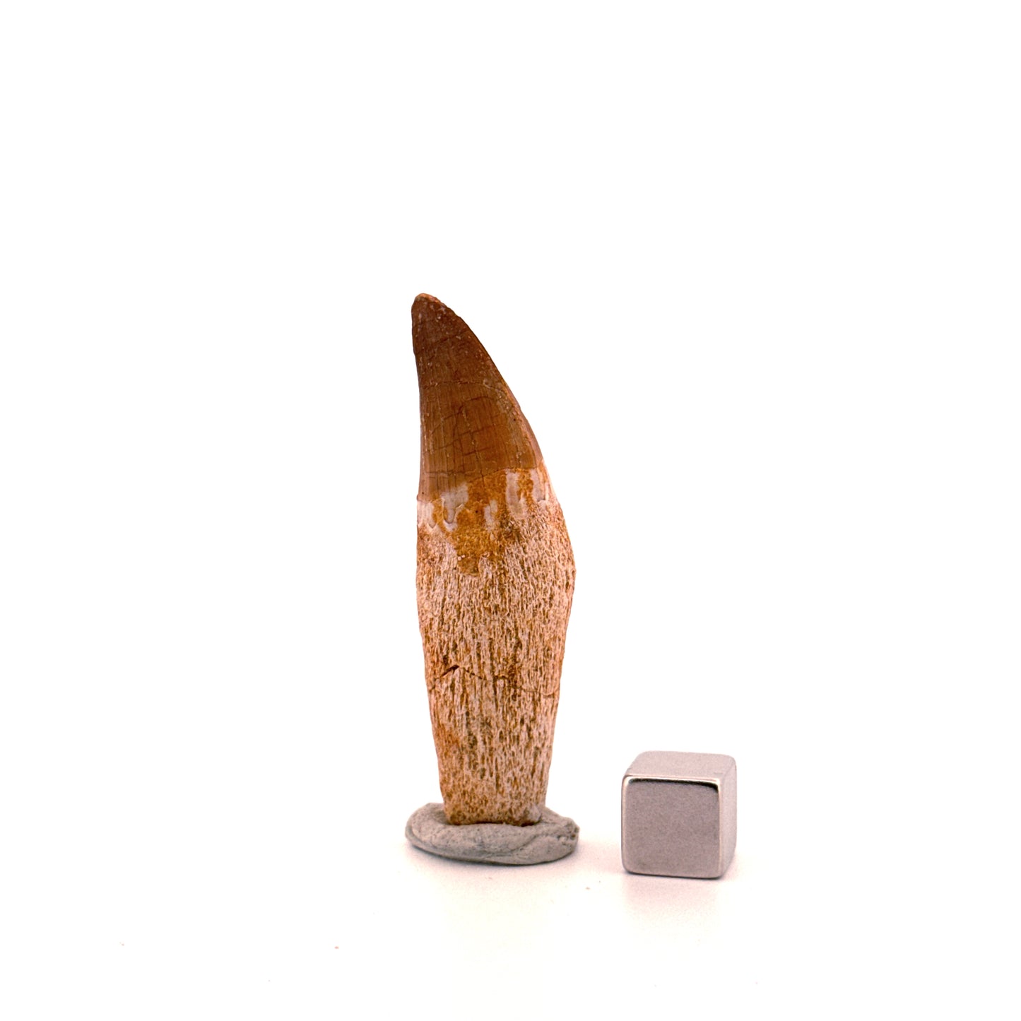 Rooted Mosasaur tooth from Late Cretaceous, Morocco (2.16")