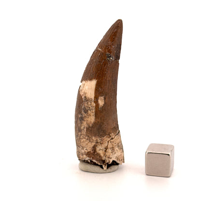 Suchomimus tenerensis Dinosaur Tooth (2.26") - Cretaceous Spinosaurid from Niger