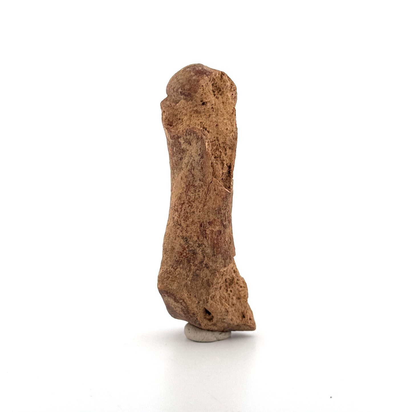 Cave Bear (Ursus spelaeus) Metacarpal Fossil (3.46"), Pleistocene, Romania
