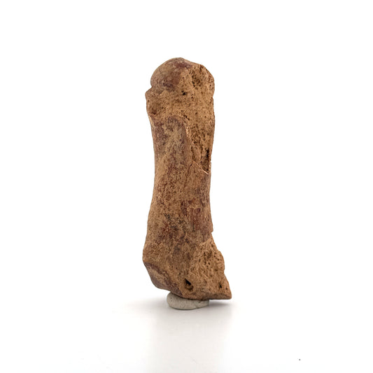 Cave Bear (Ursus spelaeus) Metacarpal Fossil (3.46"), Pleistocene, Romania