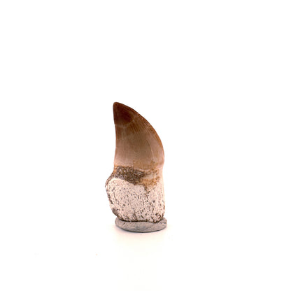Rooted Mosasaur tooth from Late Cretaceous, Morocco (1.73")