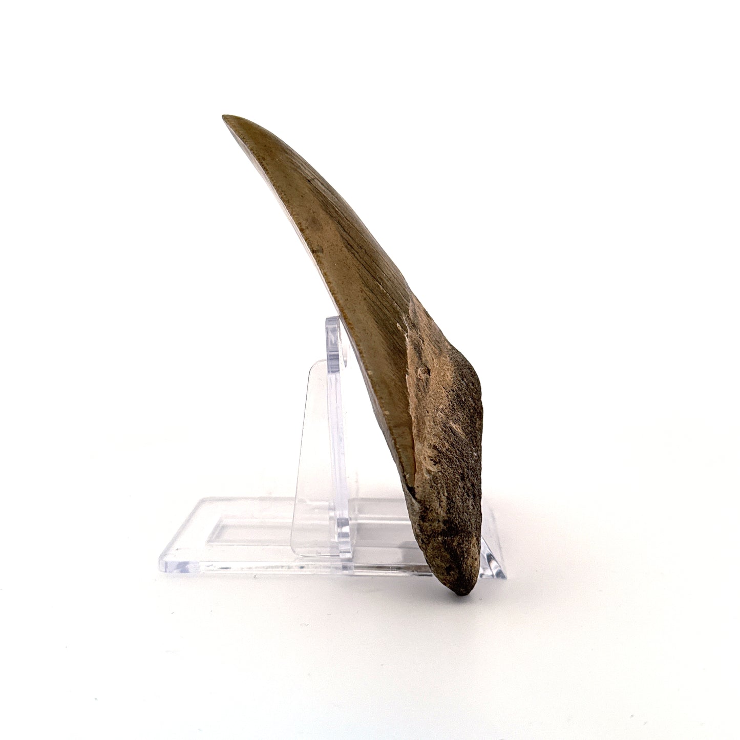 Megalodon tooth fossil (4.10") - Miocene, USA