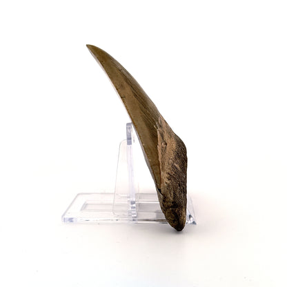 Megalodon tooth fossil (4.10") - Miocene, USA