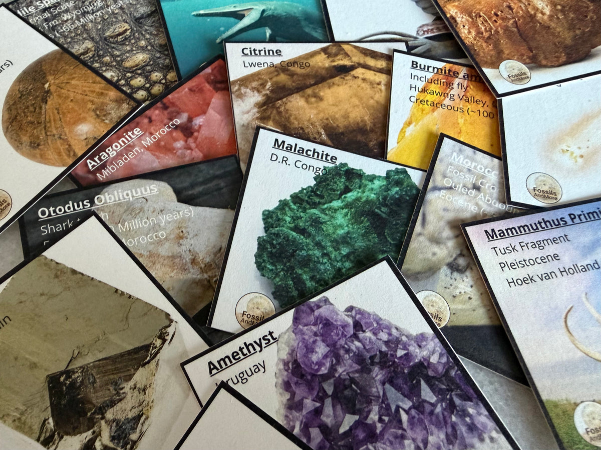 Advent Calendar 24 boxes of Fossils, Minerals and Meteorites | 2026