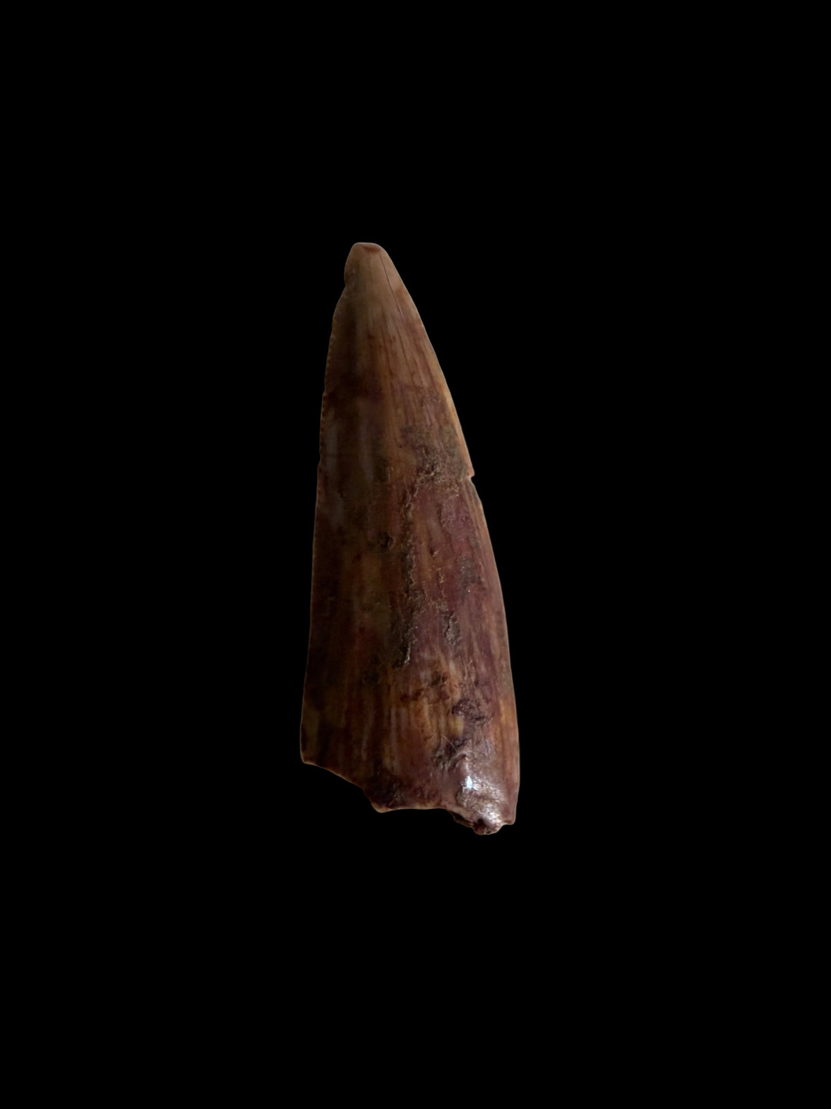 Redondasaurus, Phytosaur fossils tooth  from Late Triassic, USA | 0.60"