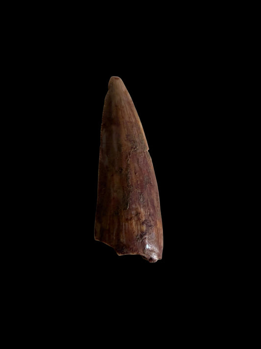 Redondasaurus, Phytosaur fossils tooth  from Late Triassic, USA | 0.60"
