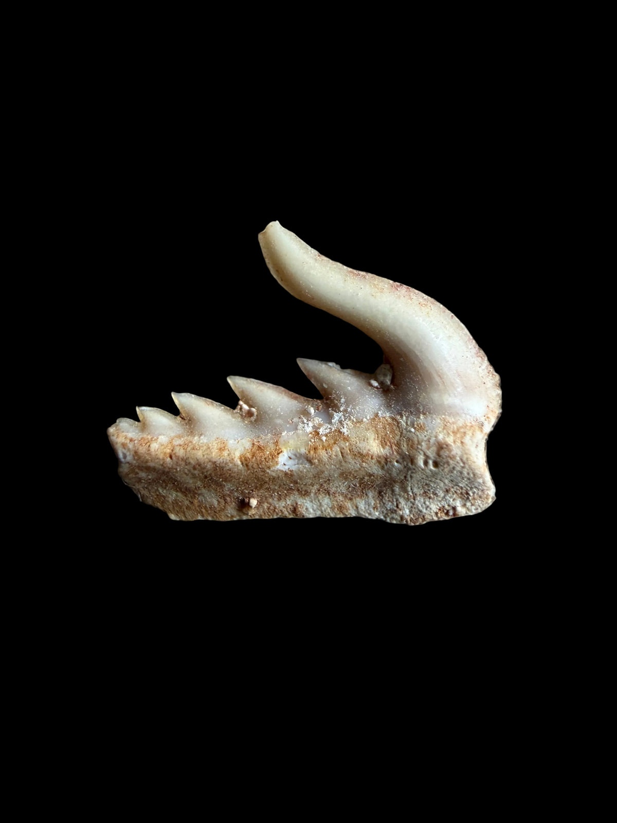 Weltonia ancistrodon haaientand fossiel uit Marokko (O003)