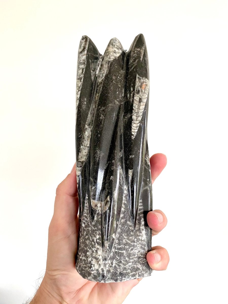 8.66" Orthoceras fossil tower from Morocco - FossilsAndMore