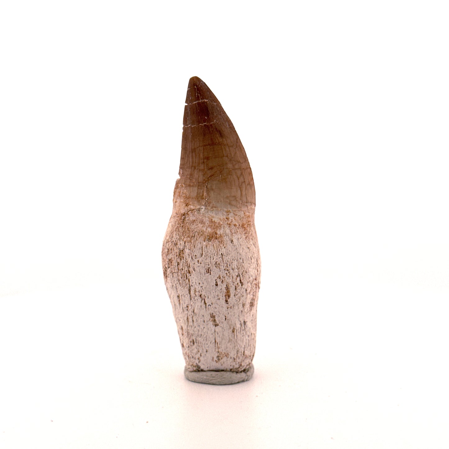 Rooted Mosasaur tooth from Late Cretaceous, Morocco (2.65")