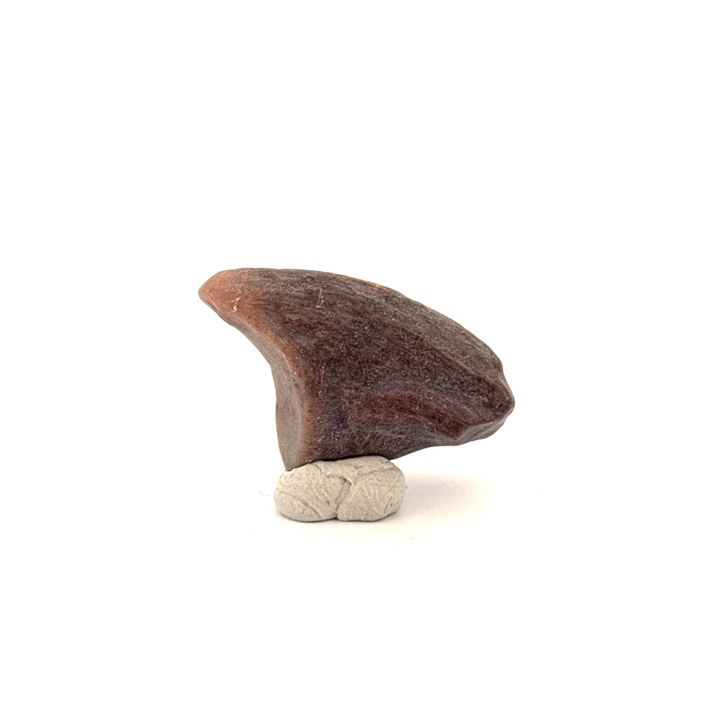 Partial Theropod Dinosaur Claw from Niger (1.26")