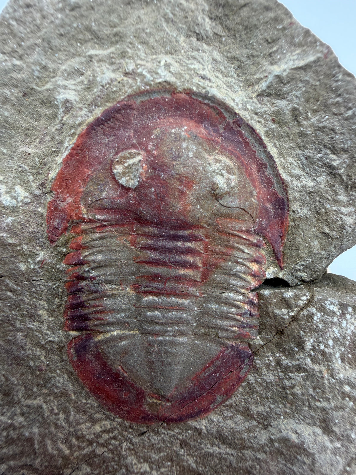 Asaphellus fezouataensis Trilobiet, Positief & Negatief | 1,69 inch