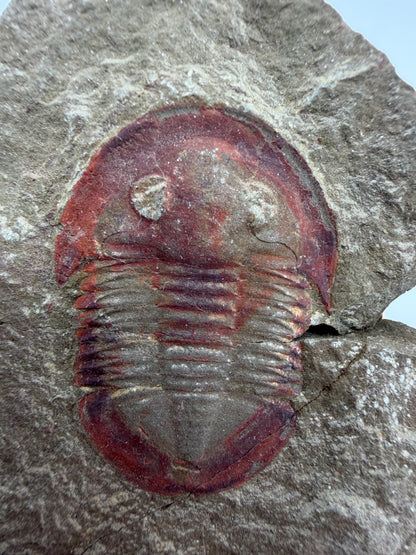 Asaphellus fezouataensis Trilobiet, Positief & Negatief | 1,69 inch