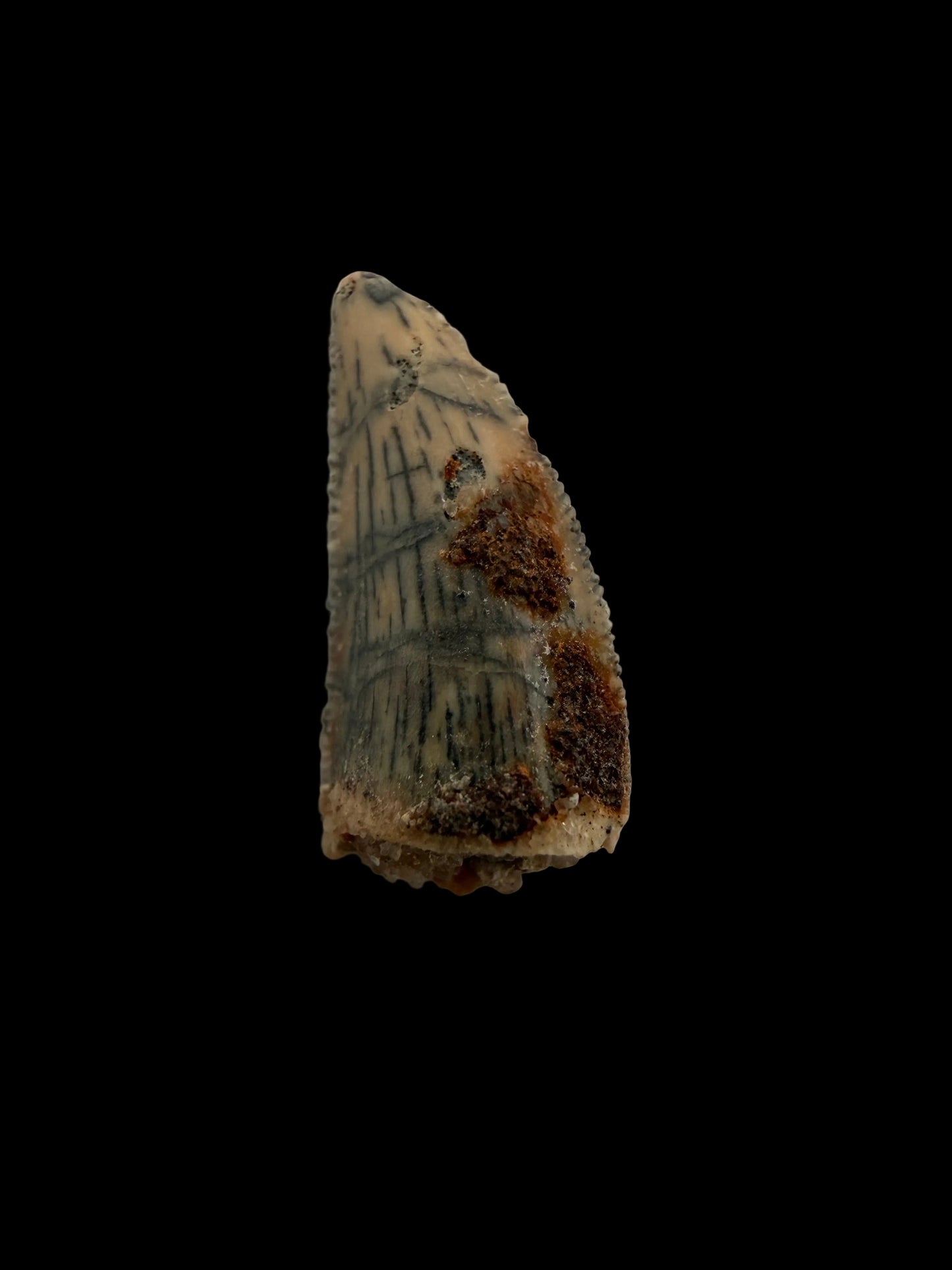 Abelisaurid fossil dinosaur tooth from Kem Kem, Morocco (0.55")