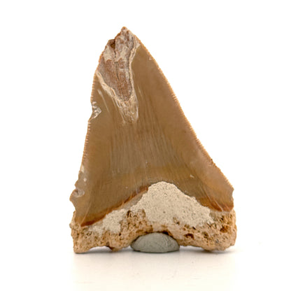 Megalodon Tooth Fragment from Italy | 2.68"