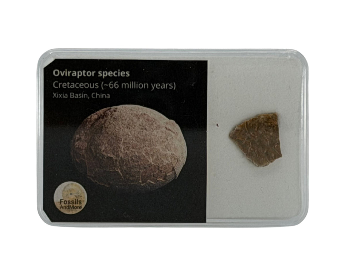 Oviraptor soort eierschaalfragment uit het Krijt, China
