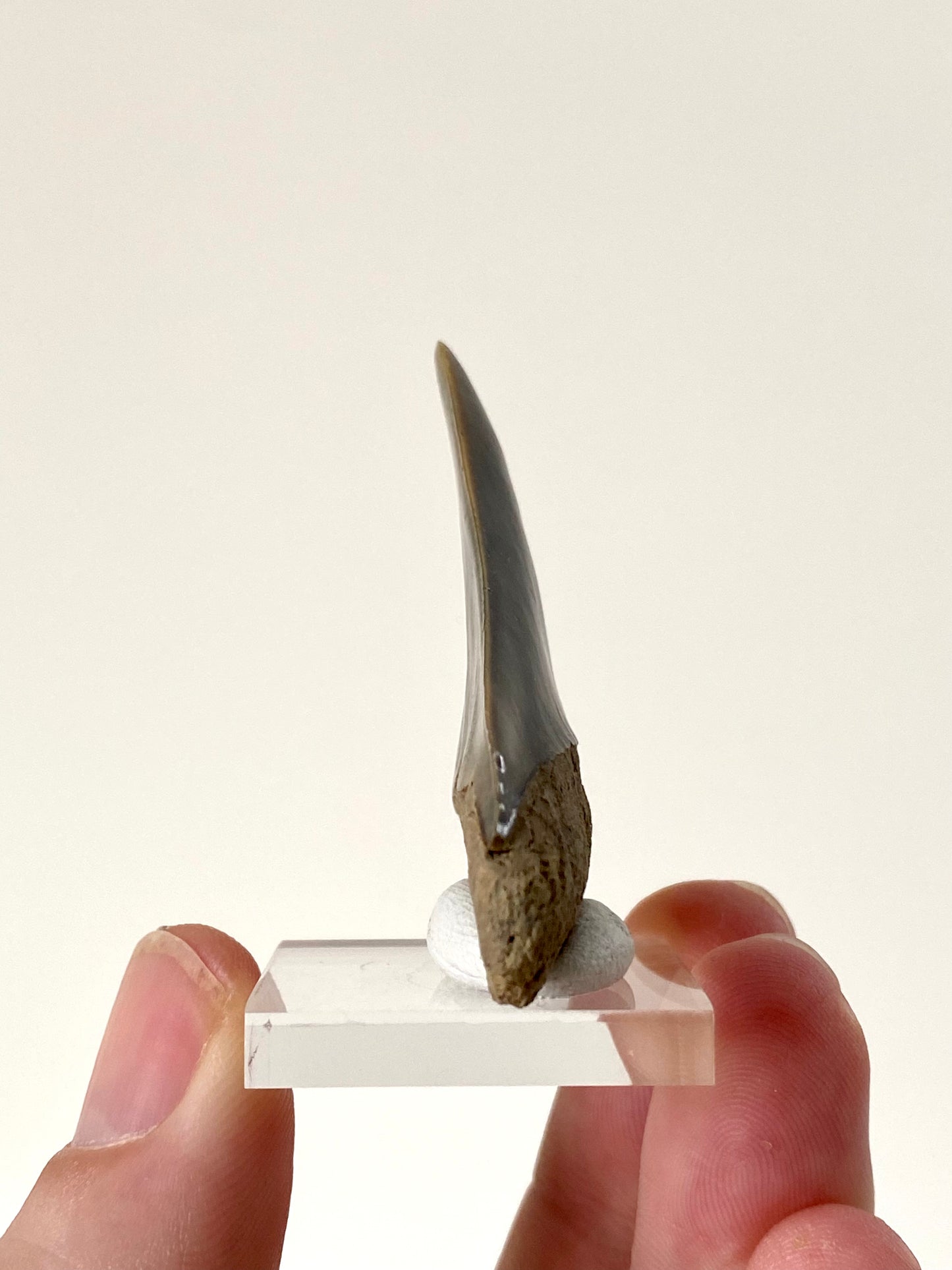 C. Hastalis fossil tooth (5.5cm)