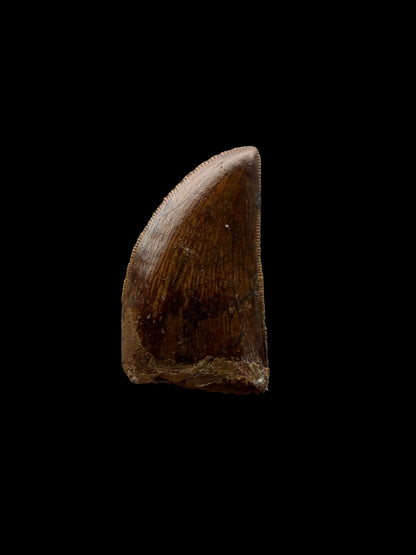 Carcharodontosaurus fossiele tand, Krijt dinosaurus tand uit Kem Kem Beds, Marokko (1,20 inch)