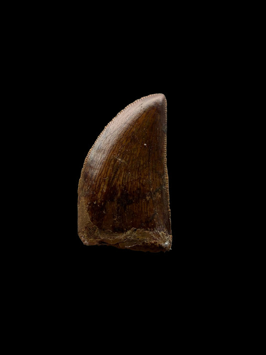 Carcharodontosaurus fossiele tand, Krijt dinosaurus tand uit Kem Kem Beds, Marokko (1,20 inch)