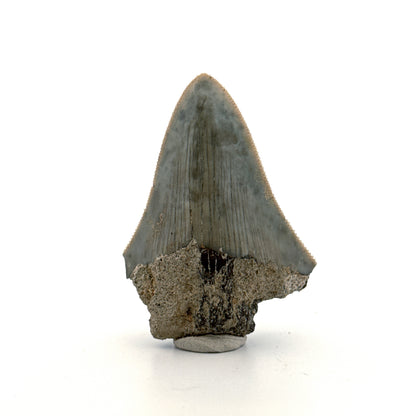 Megalodon Tooth Fragment from Indonesia | 2.17"
