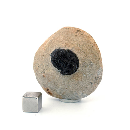 Gerastos granulosus Devonian Trilobite Fossil from, Morocco (A014)