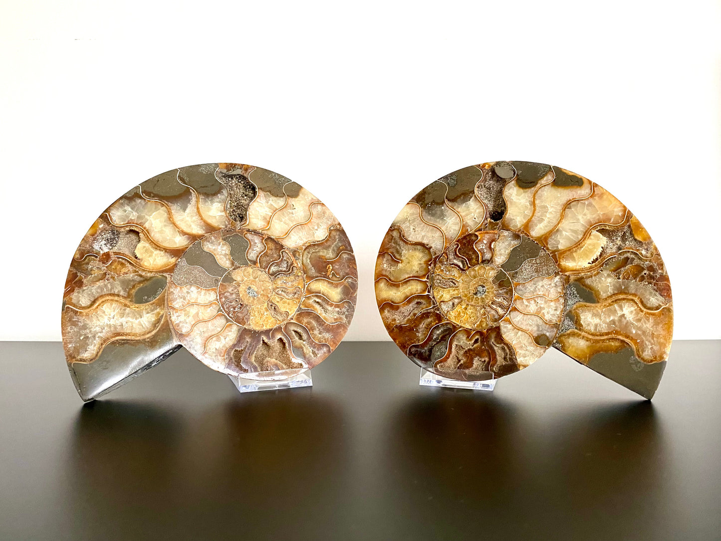 7.12" Ammonite Fossil, Cleoniceras species (2-sides, cut and polished)