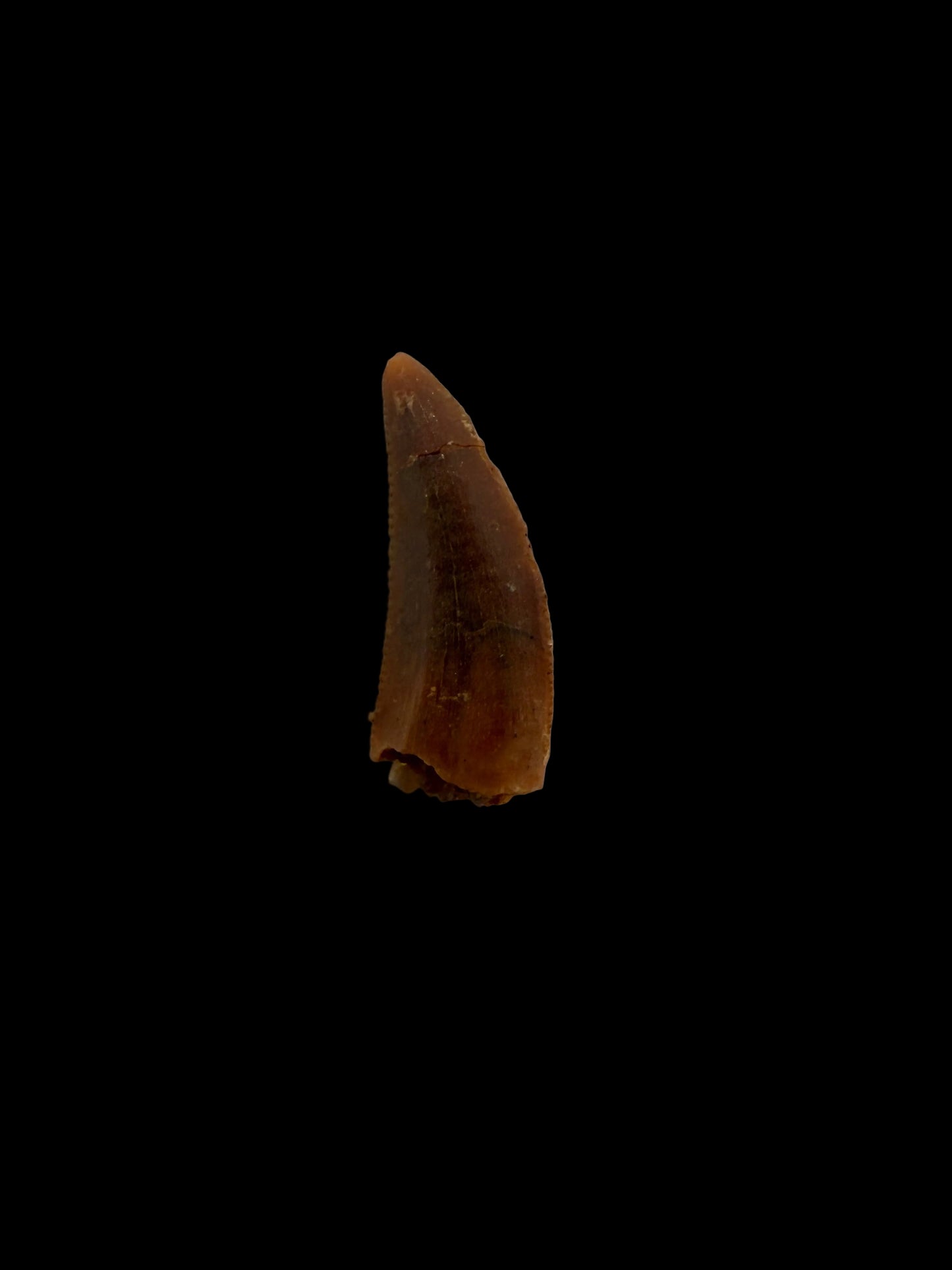 Abelisaurid fossil dinosaur tooth from Kem Kem, Morocco (0.48")