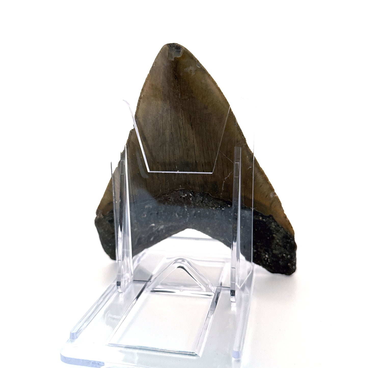 Megalodon tooth fossil (4.63") - Miocene, USA