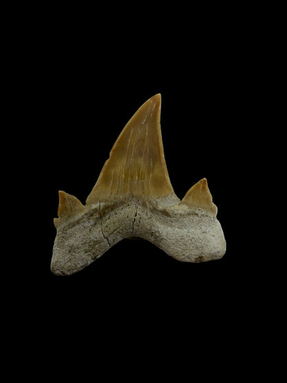 Otodus obliquus fossiele haaientand uit het Eoceen, Marokko | 1,72 inch
