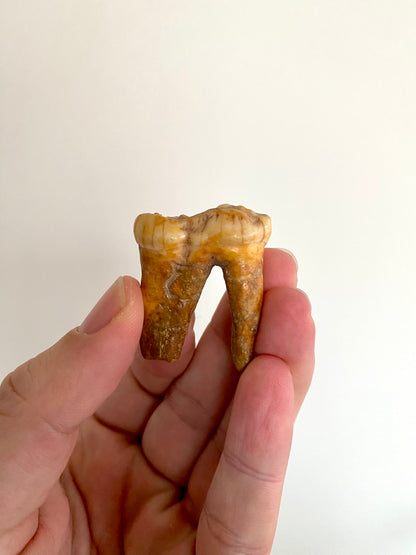 Cave Bear Molar - FossilsAndMore