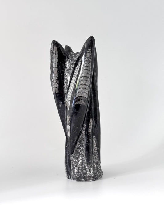 Orthoceras Cephalopod Fossil (+/- 9.00") - Devonian, Morocco